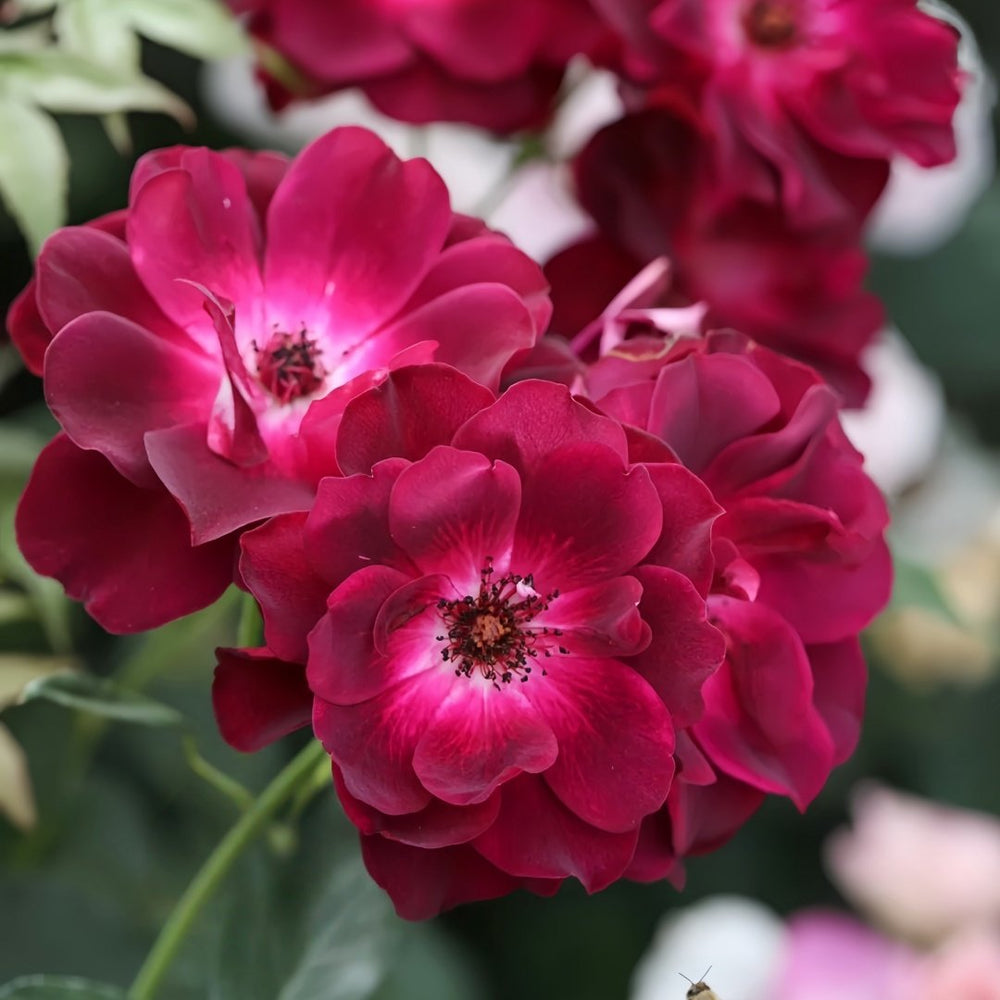 Burgundy lceberg Rose Plant|葡萄冰山 image 5