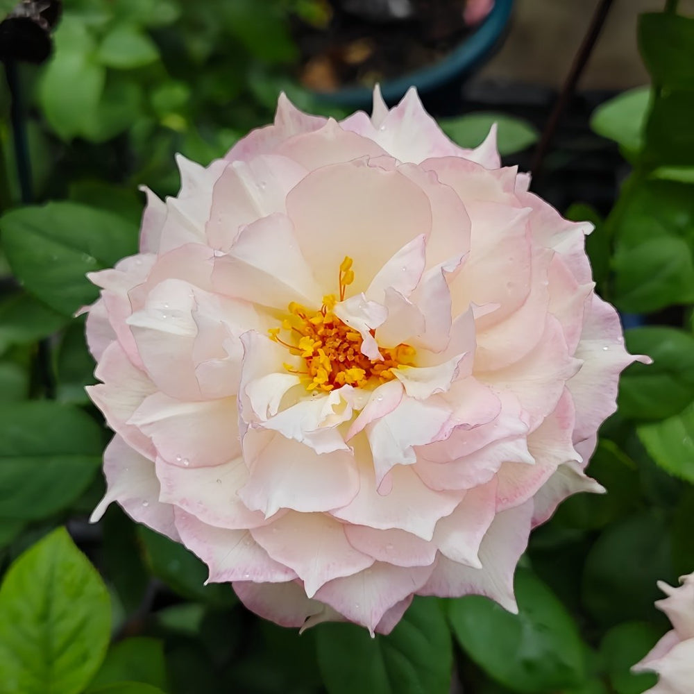 Jade Bowl Lace Rose Plant|玉碗纱 image 2