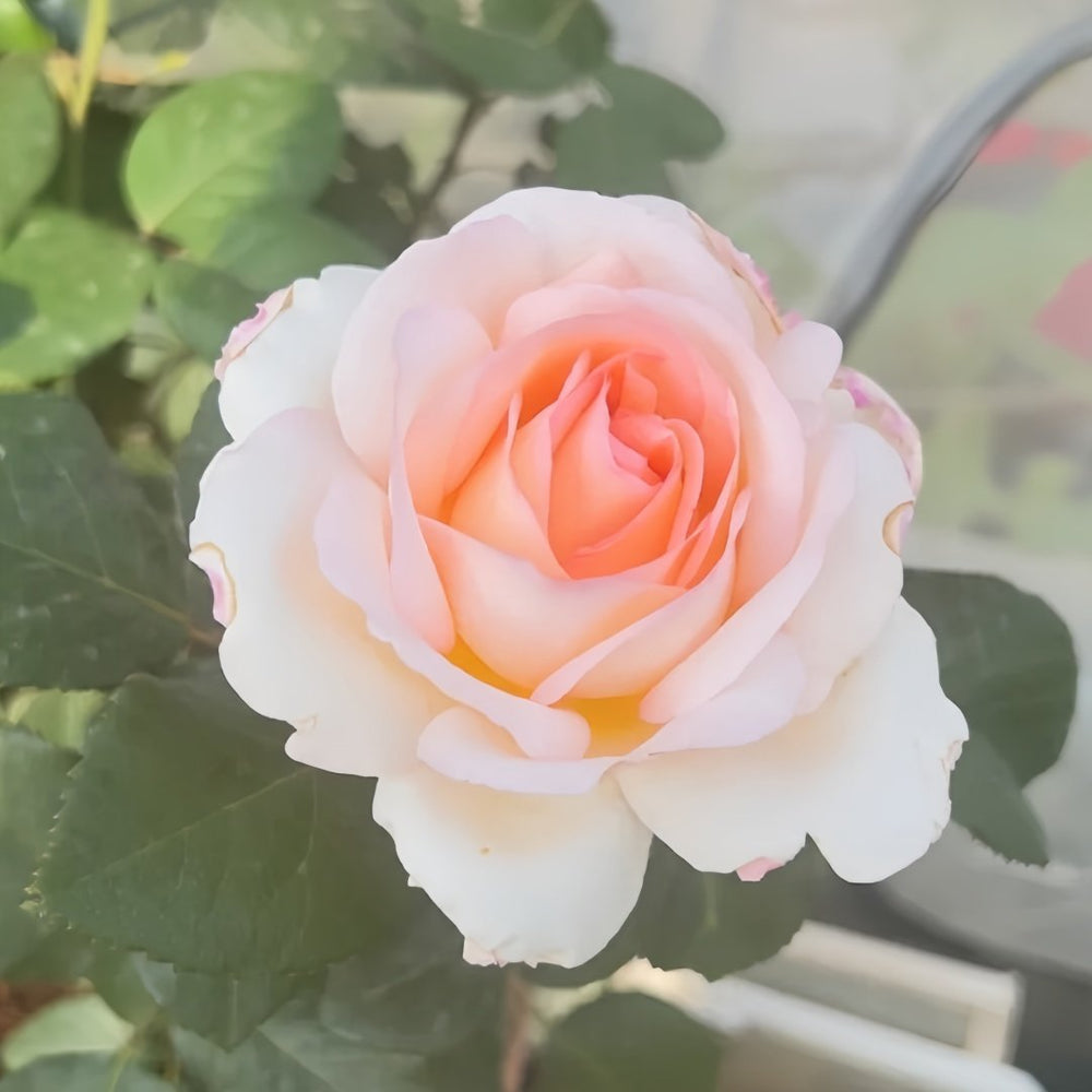 Trésor du Jardin Rose Plant|花园宝藏 image 0