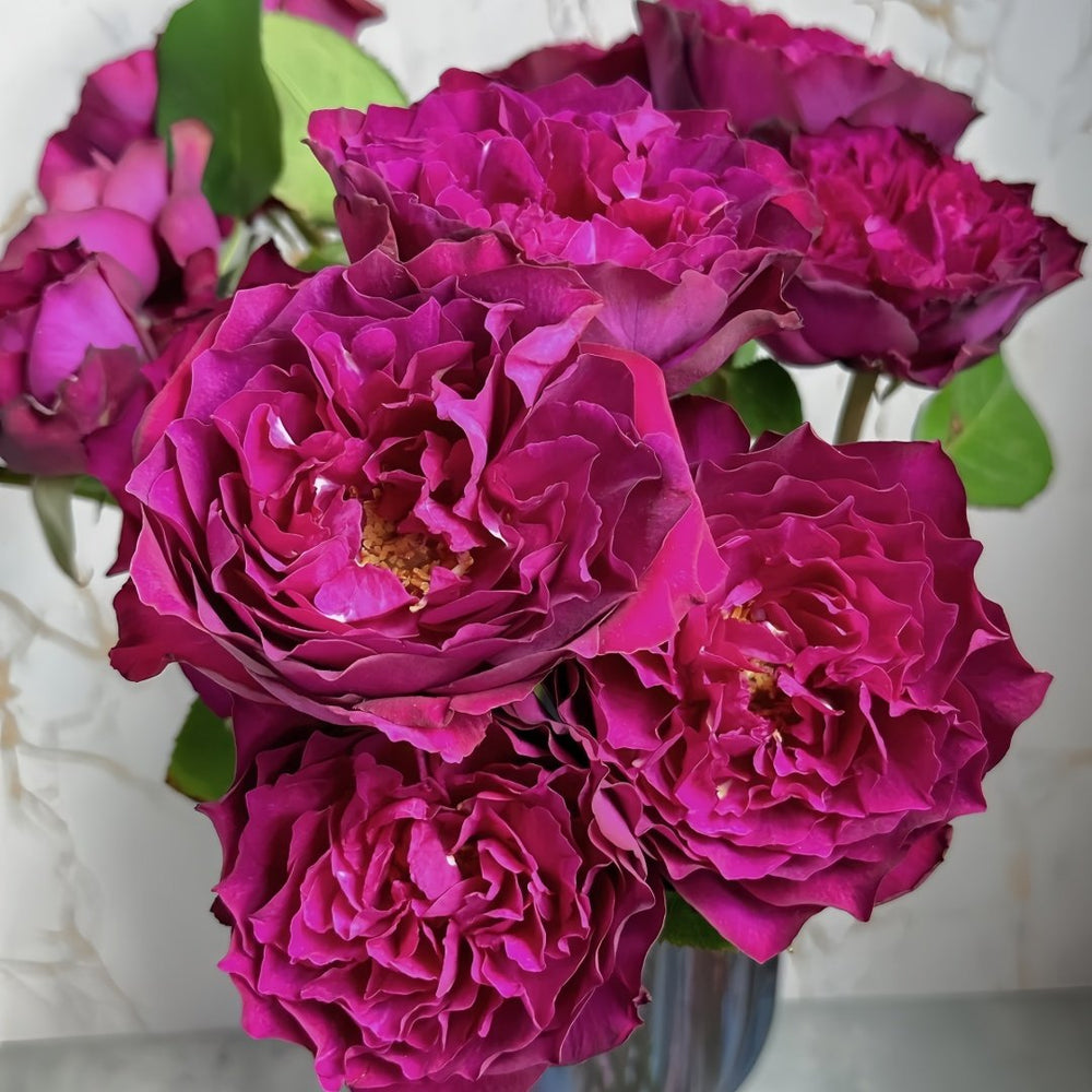 Velvety Twilight Rose Plant｜暮光之城 image 4