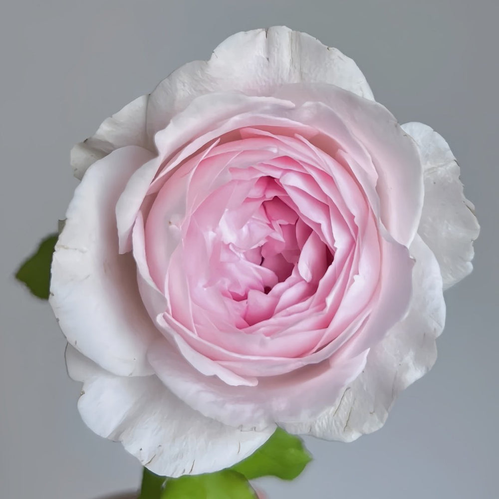Roselyne Rose Plant｜罗斯丽娜 image 1