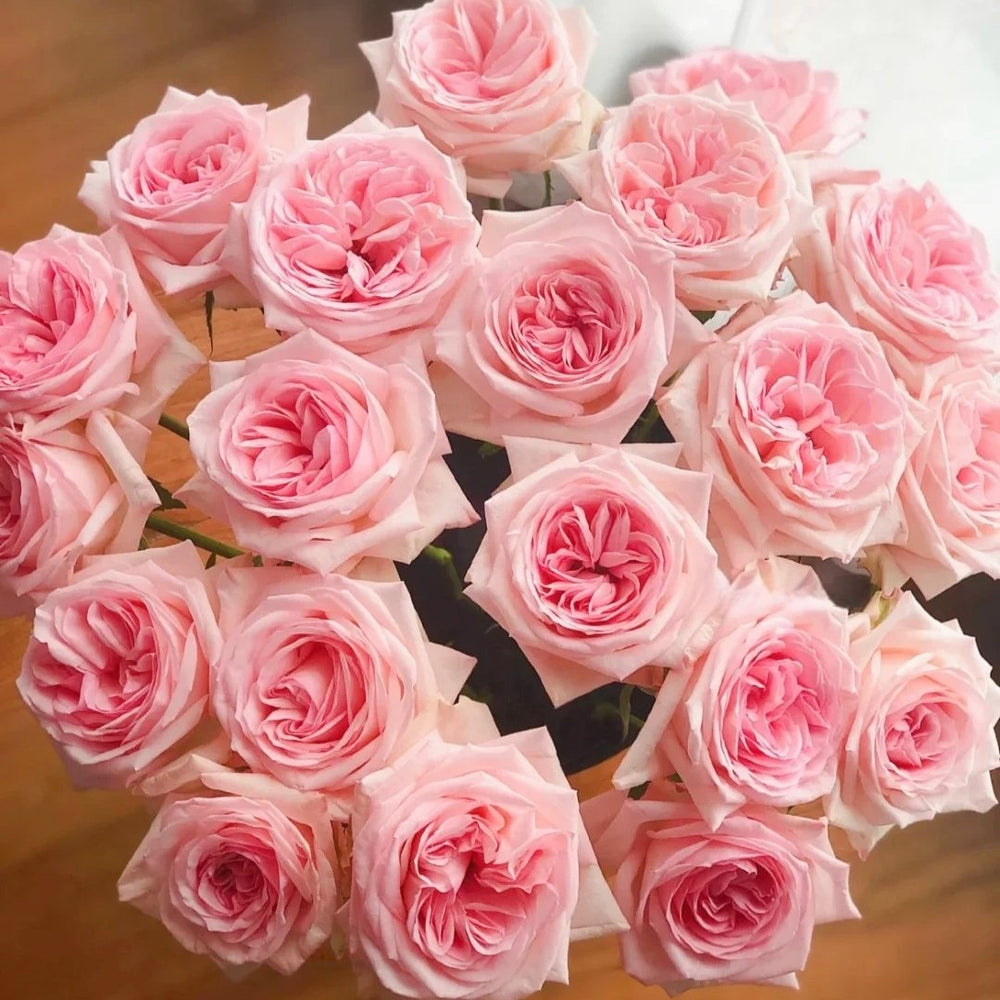 Pink ohara Rose Plant|粉哈娜 image 8