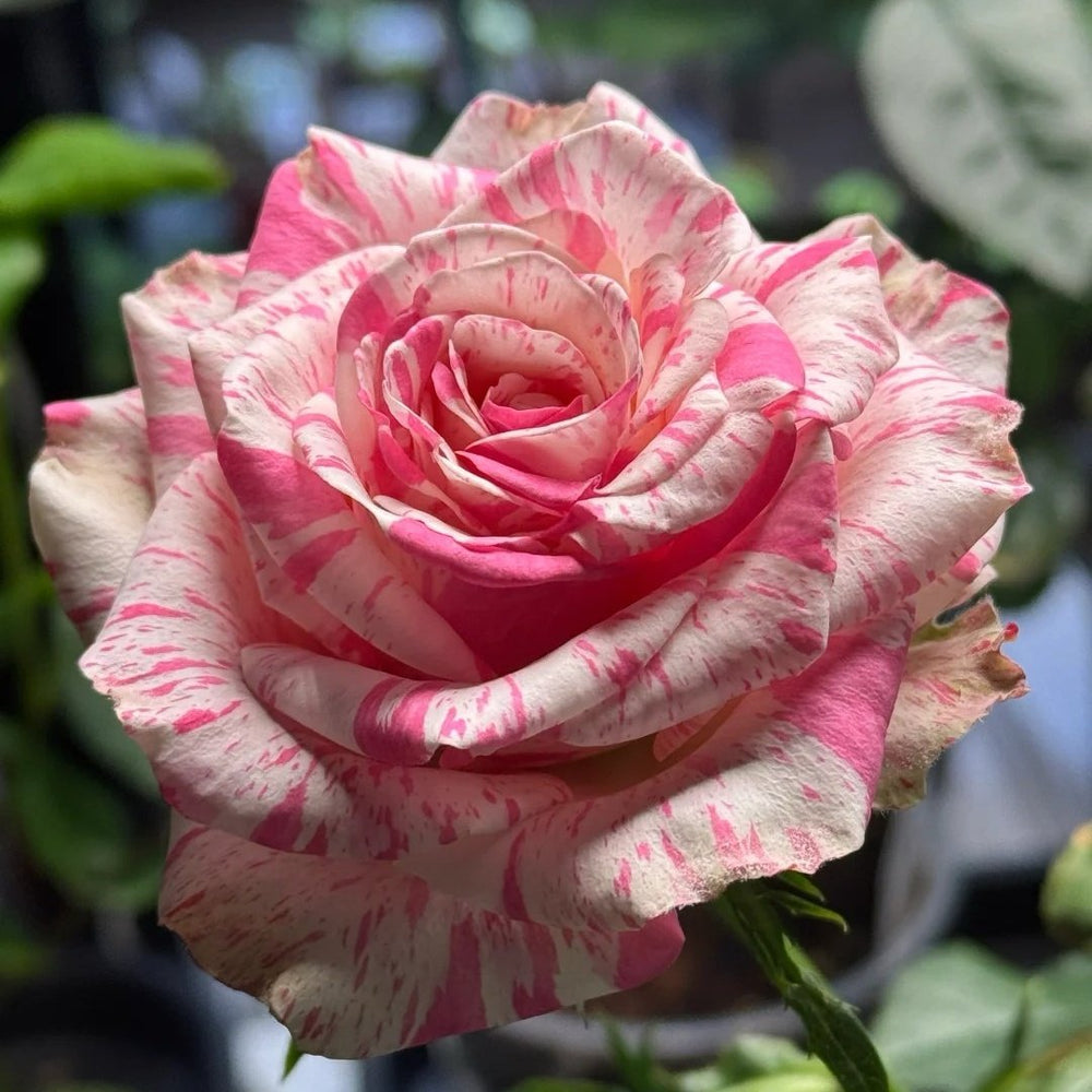 Magic Times Rose Plant|魔法时间 image 6