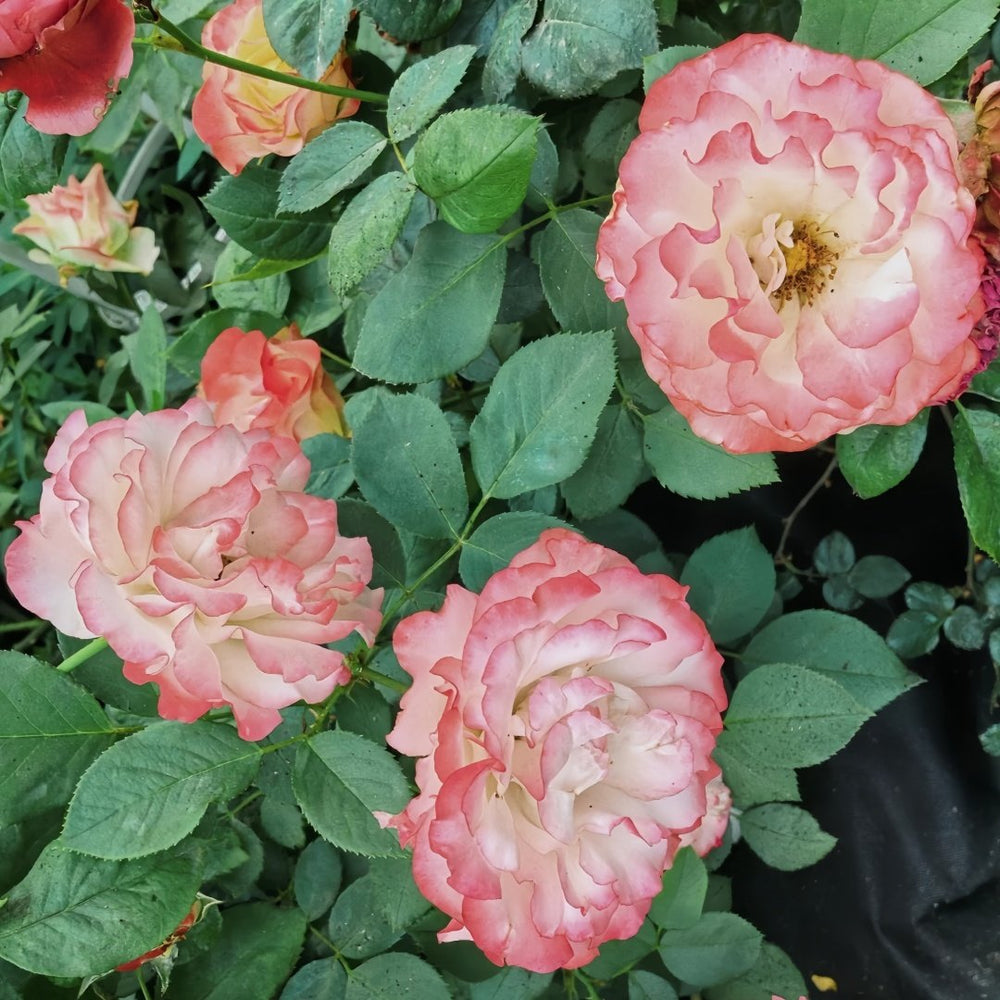 Carmagnole Rose Plant｜革命曲 image 7