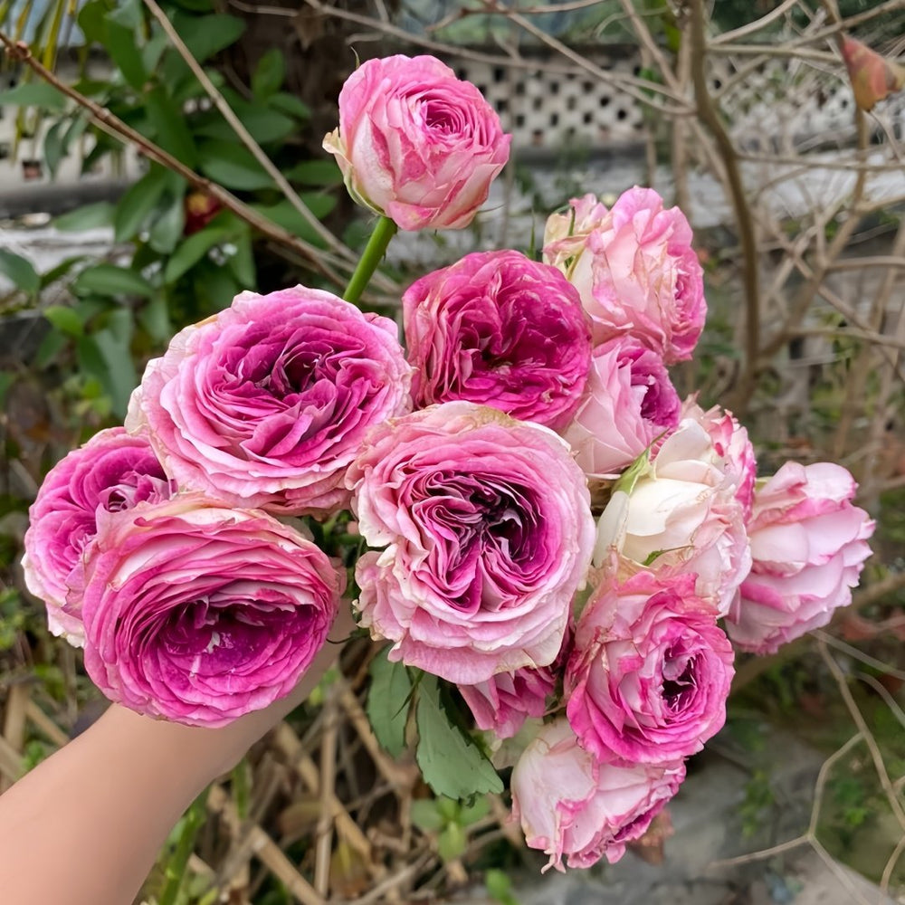 Dory Rose Plant|多莉 image 4