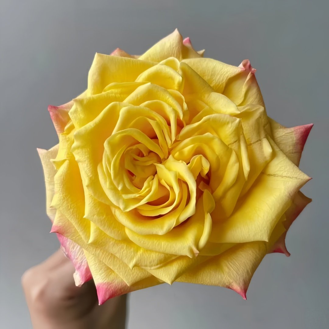 Golden Wheat Rose Plant｜黄金麦浪 image 4