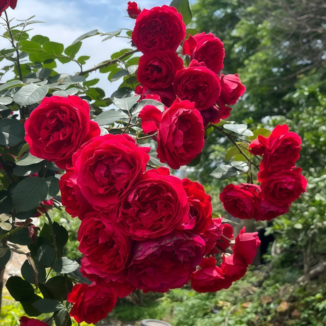 Florentina Rose Plant｜弗洛伦蒂娜 image 8