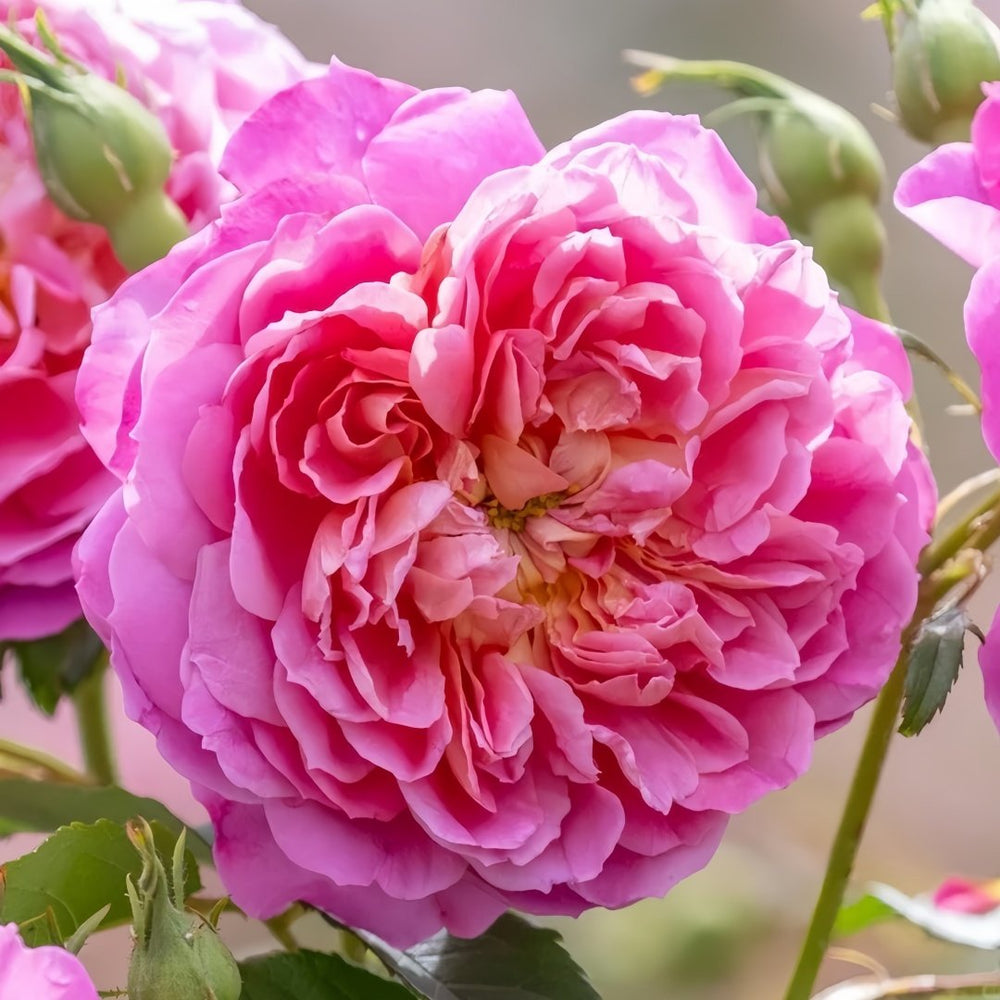 Emma Bridgewater Rose Plant|艾玛·布里奇沃特 image 1
