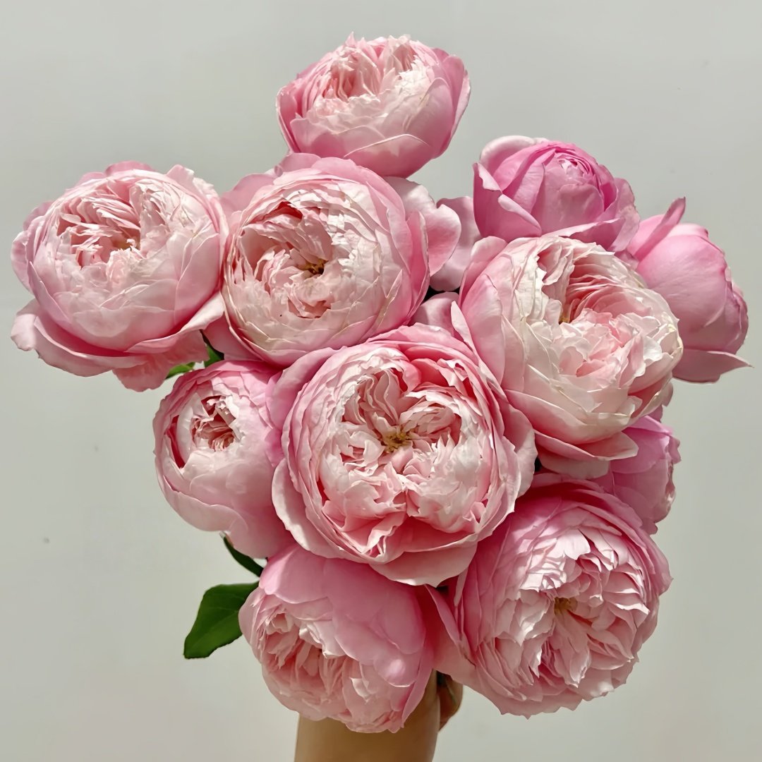 Plume Rose Plant｜羽毛 image 2