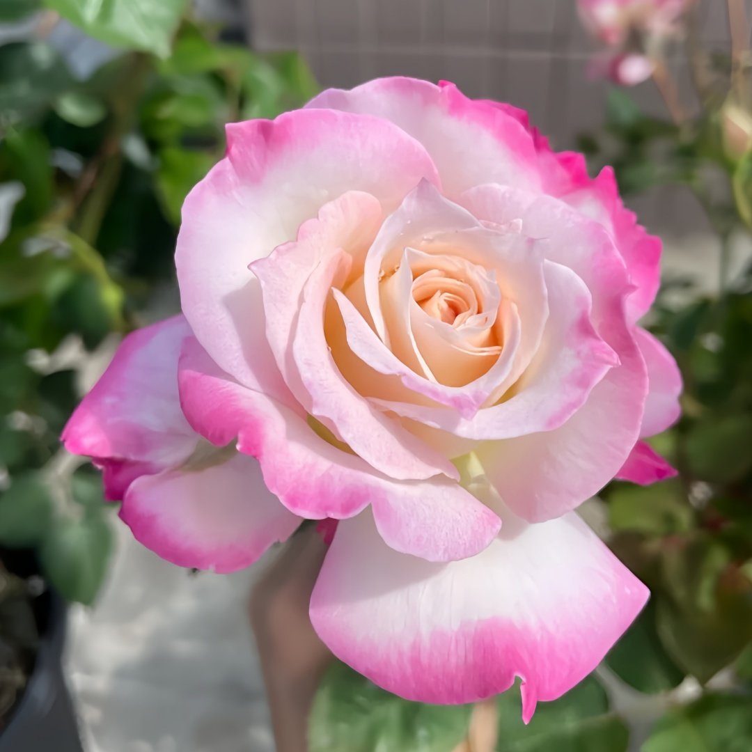 Seraphim Rose Plant｜六翼天使 image 5