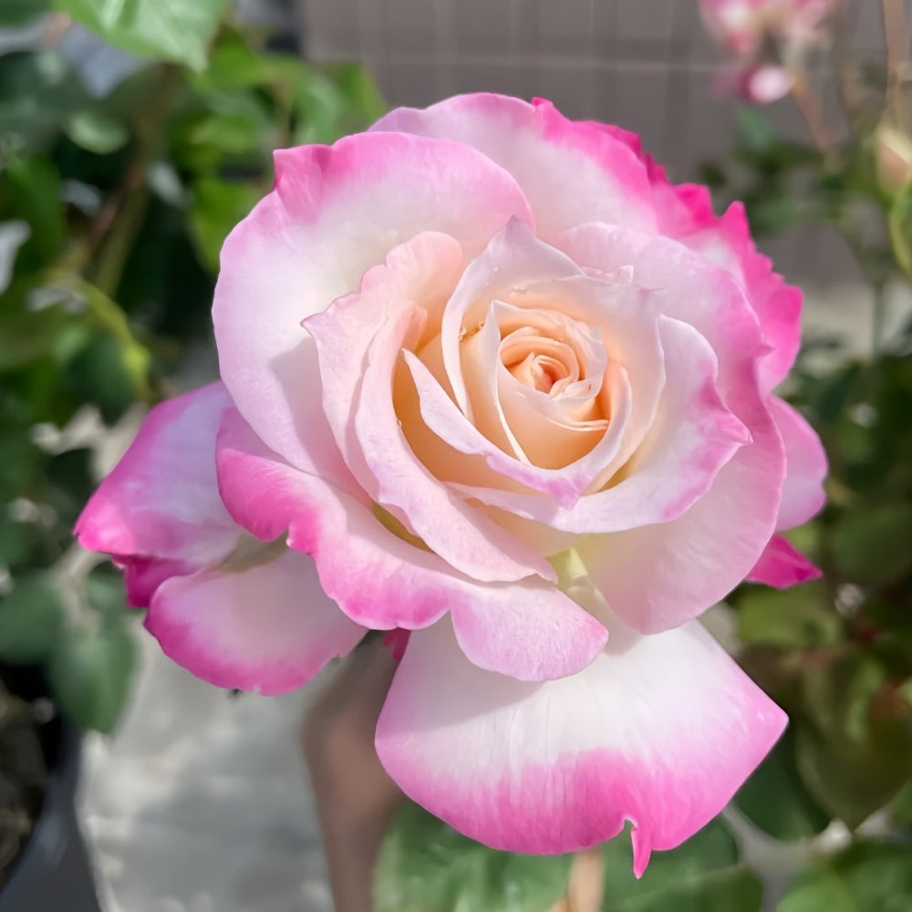 Seraphim Rose Plant｜六翼天使 image 5