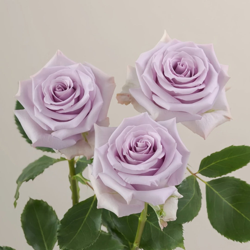 Ocean Song Rose Plant｜海洋之歌 image 5