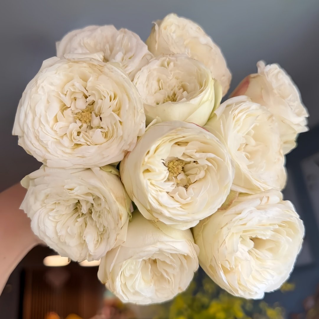 Mansfield White Park Rose Plant|曼斯菲尔德白色庄园 image 0
