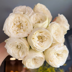 Mansfield White Park Rose Plant|曼斯菲尔德白色庄园 image 0