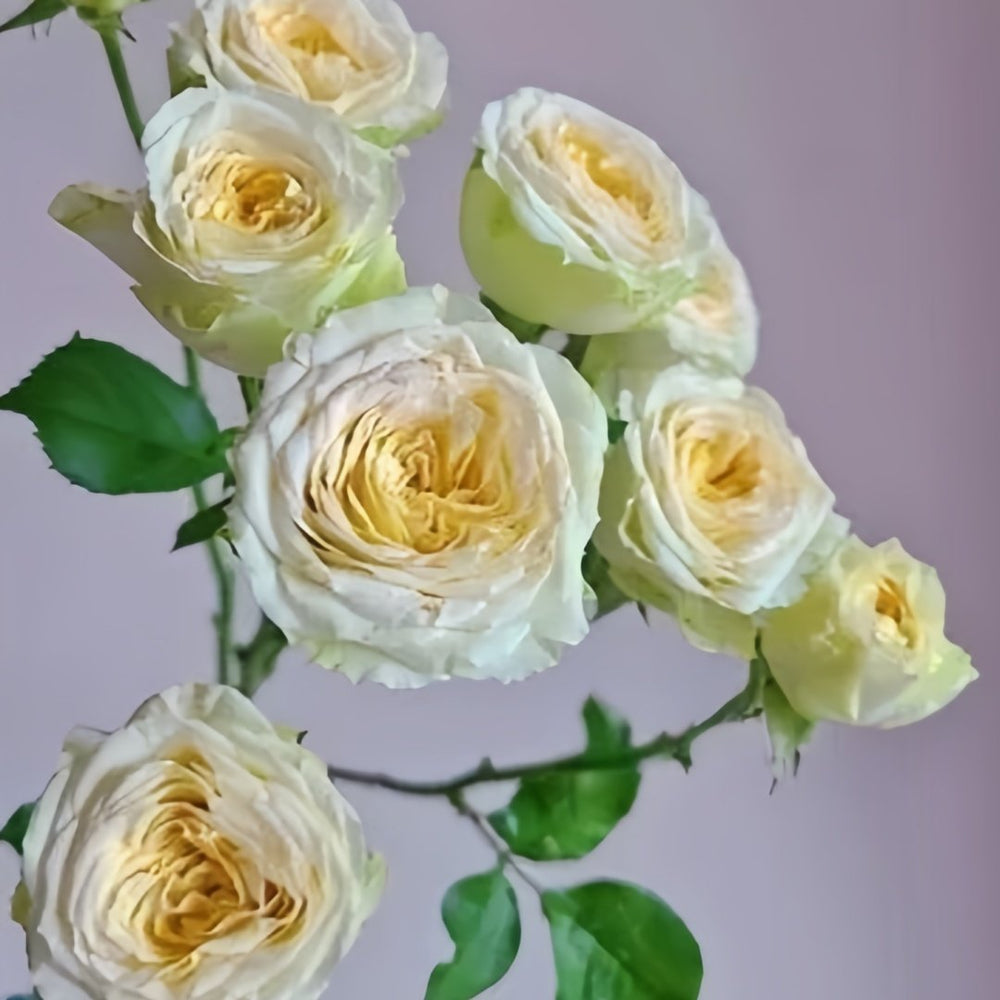 Avocado Rose Plant｜牛油果 image 4