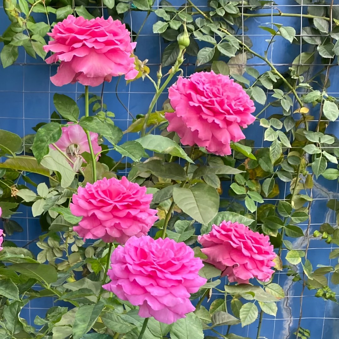 Sapphire Rose Plant|伊芙蓝宝石 image 8