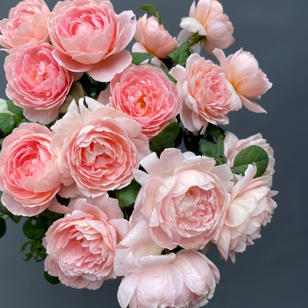 Queen of Sweden Rose Plant｜瑞典女王 image 7