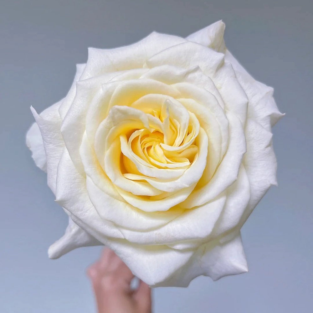 White Ashley Rose Plant｜白色艾希莉 image 4