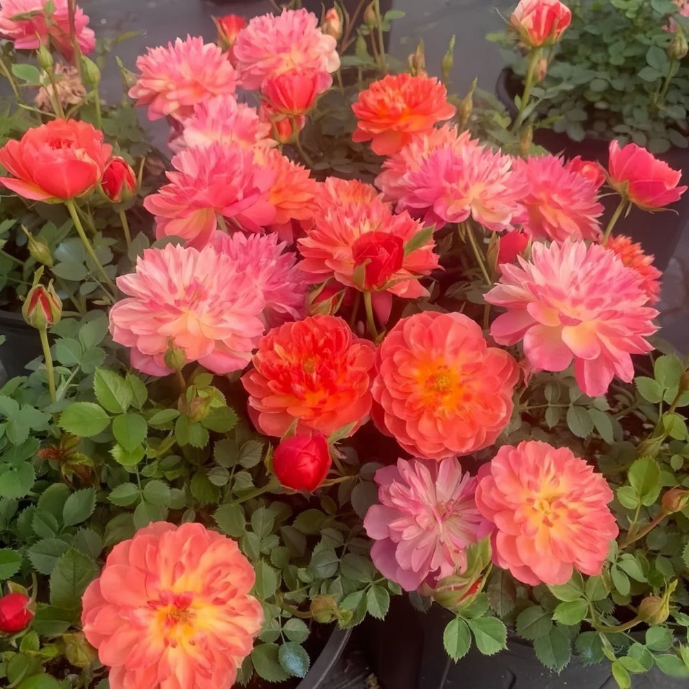 Cache Cache Rose Plant｜躲躲藏藏 image 3