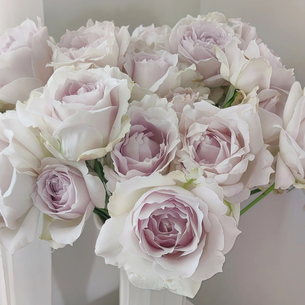 Saphiret Rose Plant | 莎菲天使 image 8
