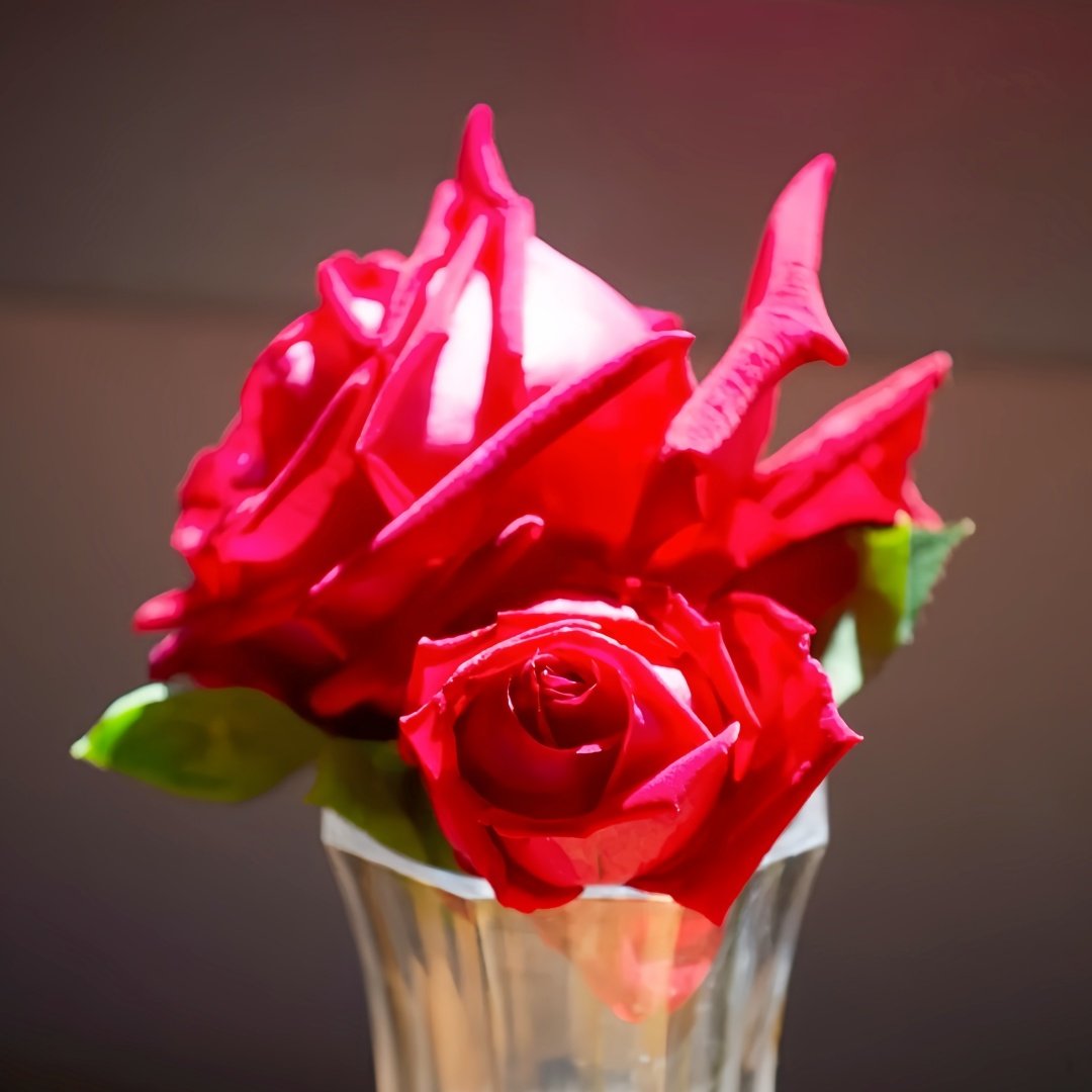 Ena Harkness Rose Plant|伊娜·哈克尼斯 image 2