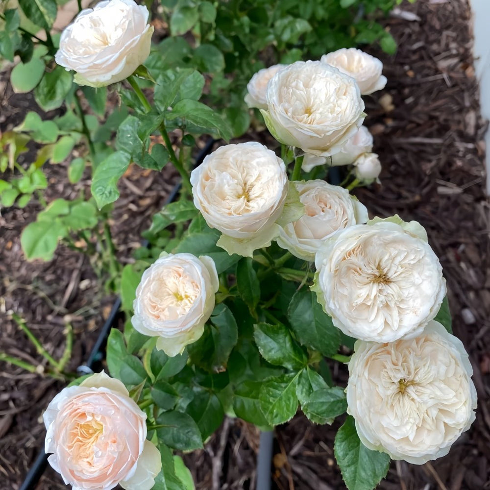 Darlington Rose Plant | 达林顿 image 9