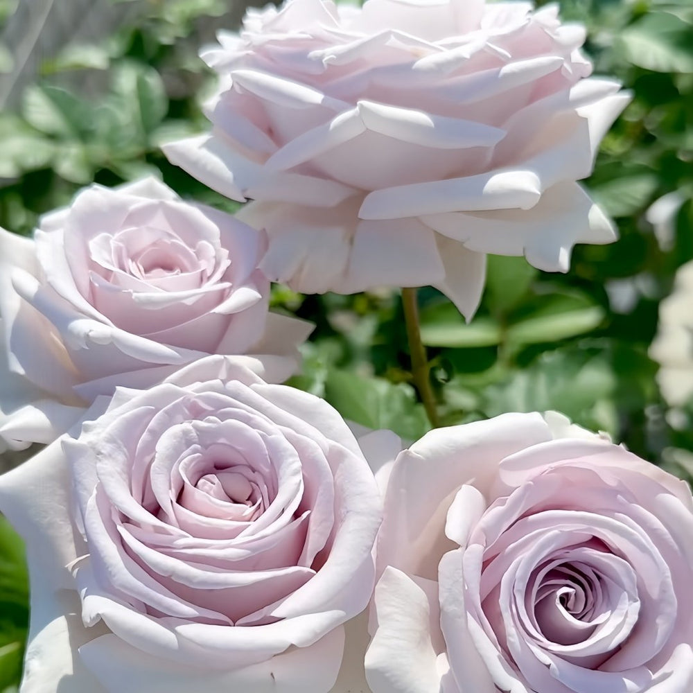 Bounty Way Rose Plant｜赏金之路 image 8