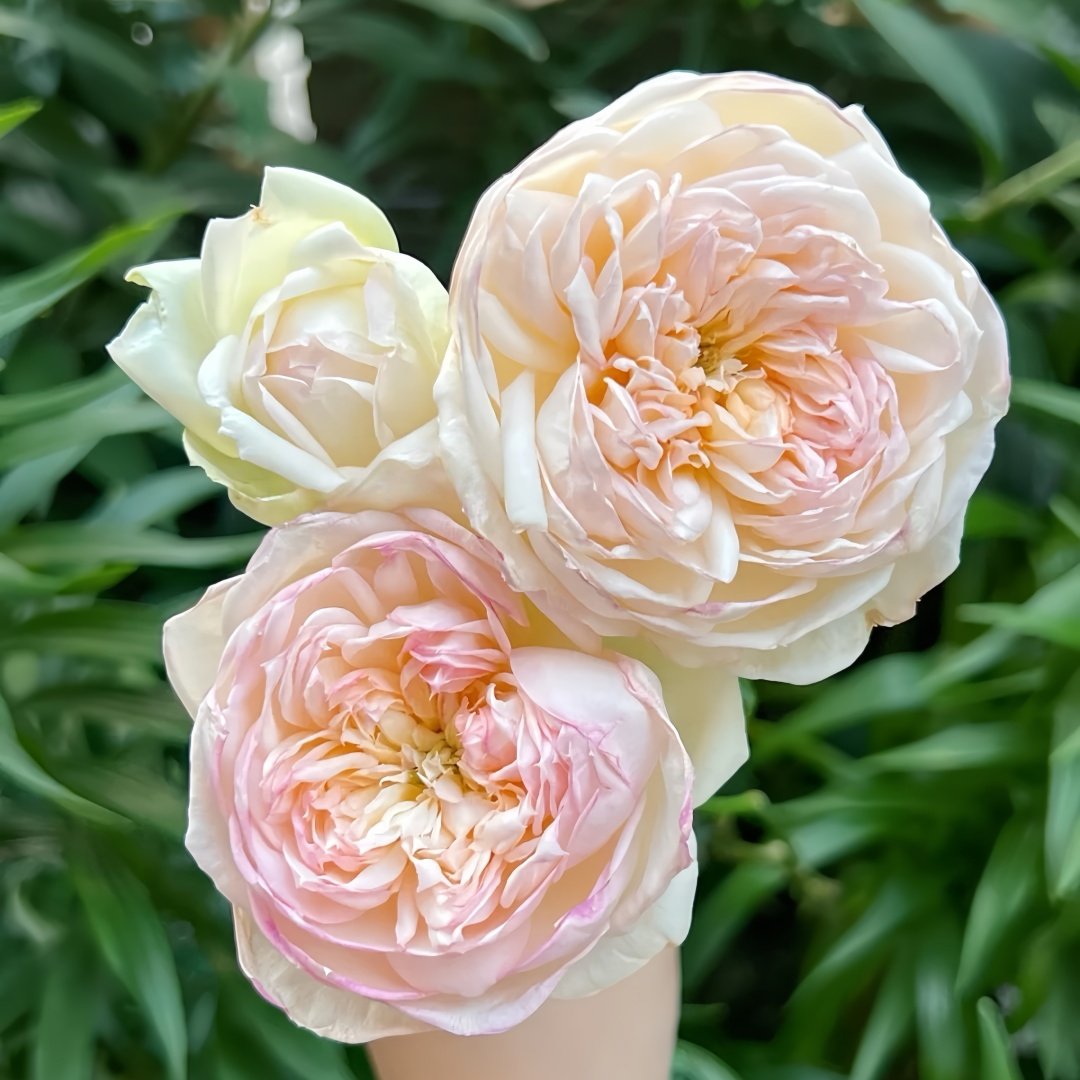 The Scientist Rose Plant|科学家 image 3