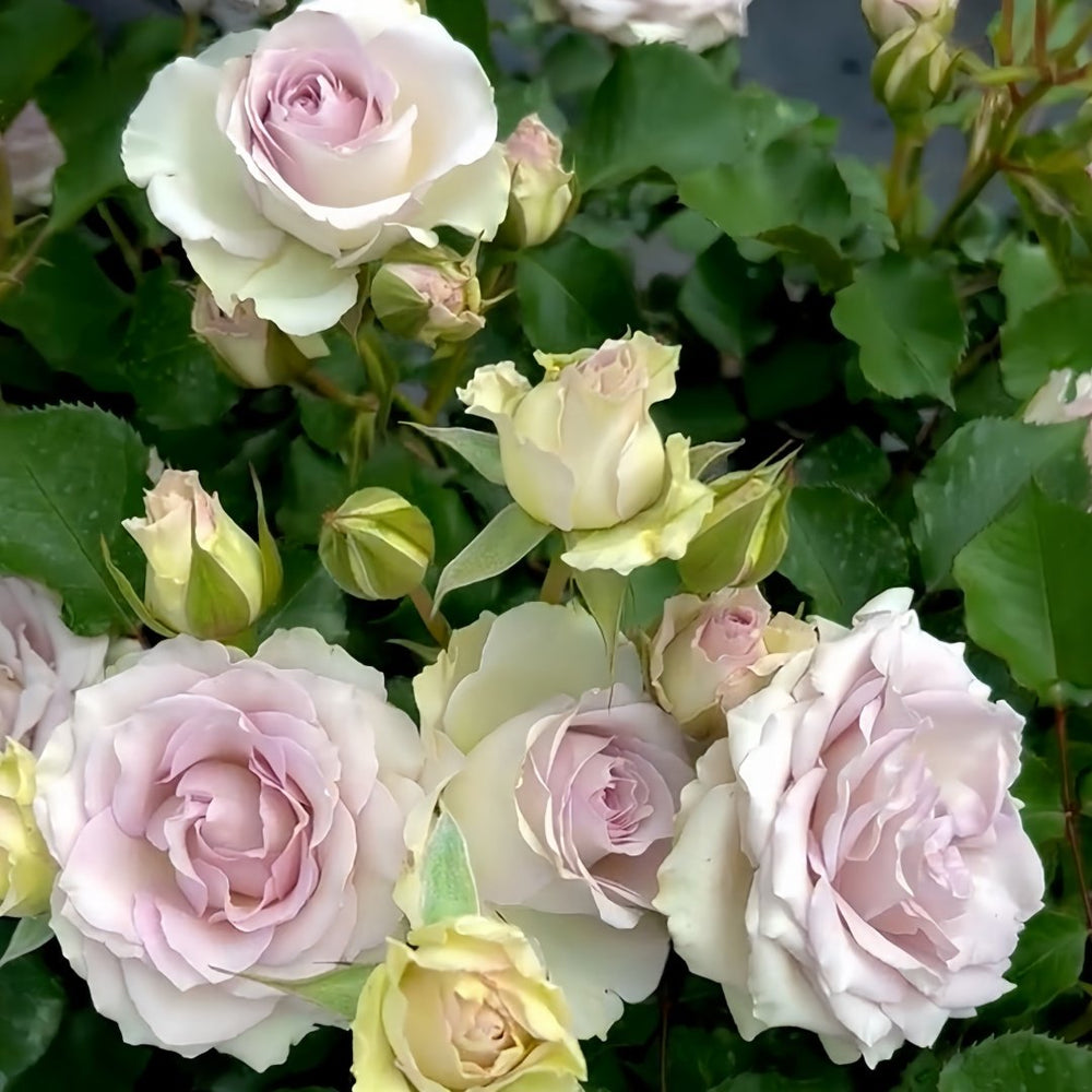 Silver Rain Rose Plant|银雨 image 4