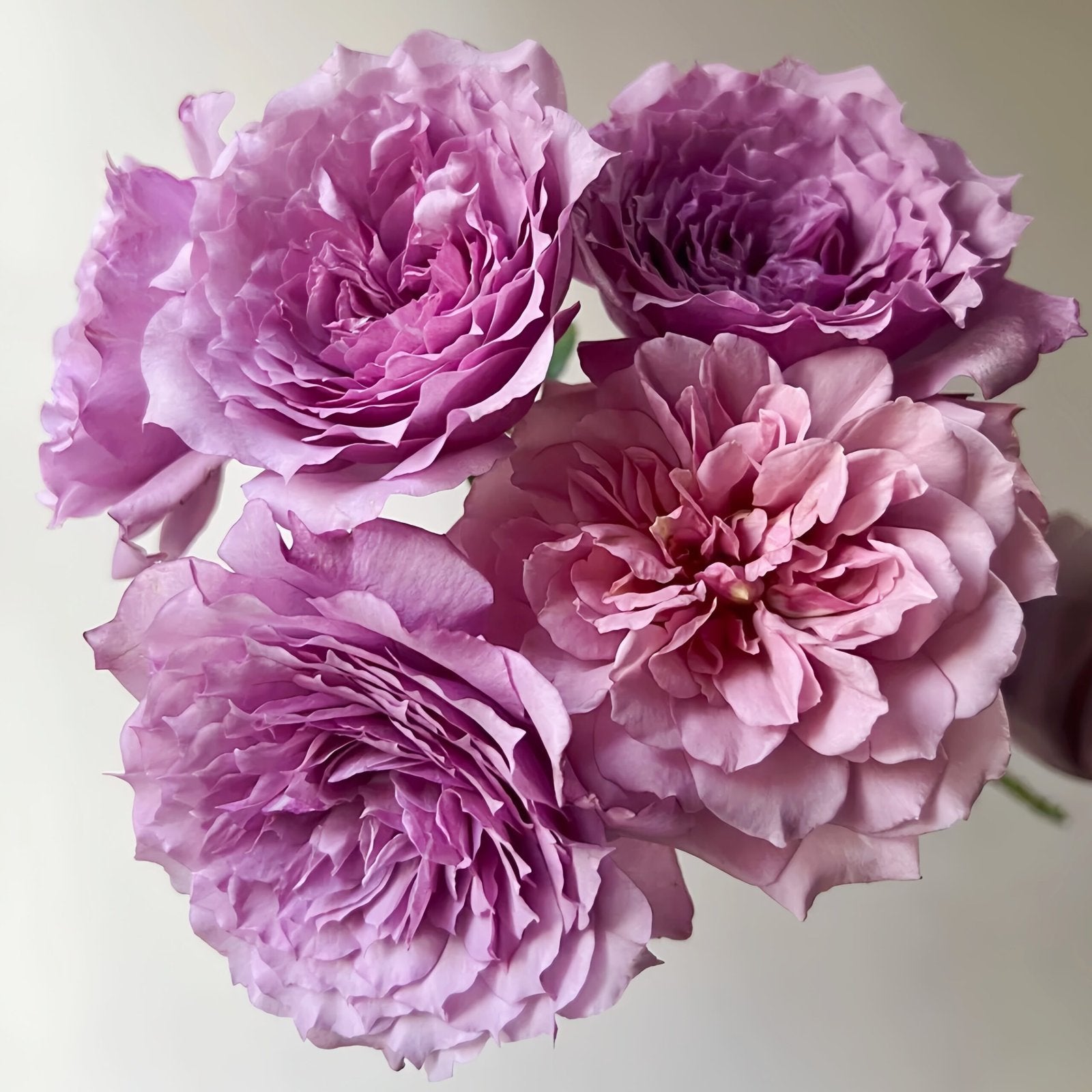 Windy Night Rose Plant|风之夜 image 0