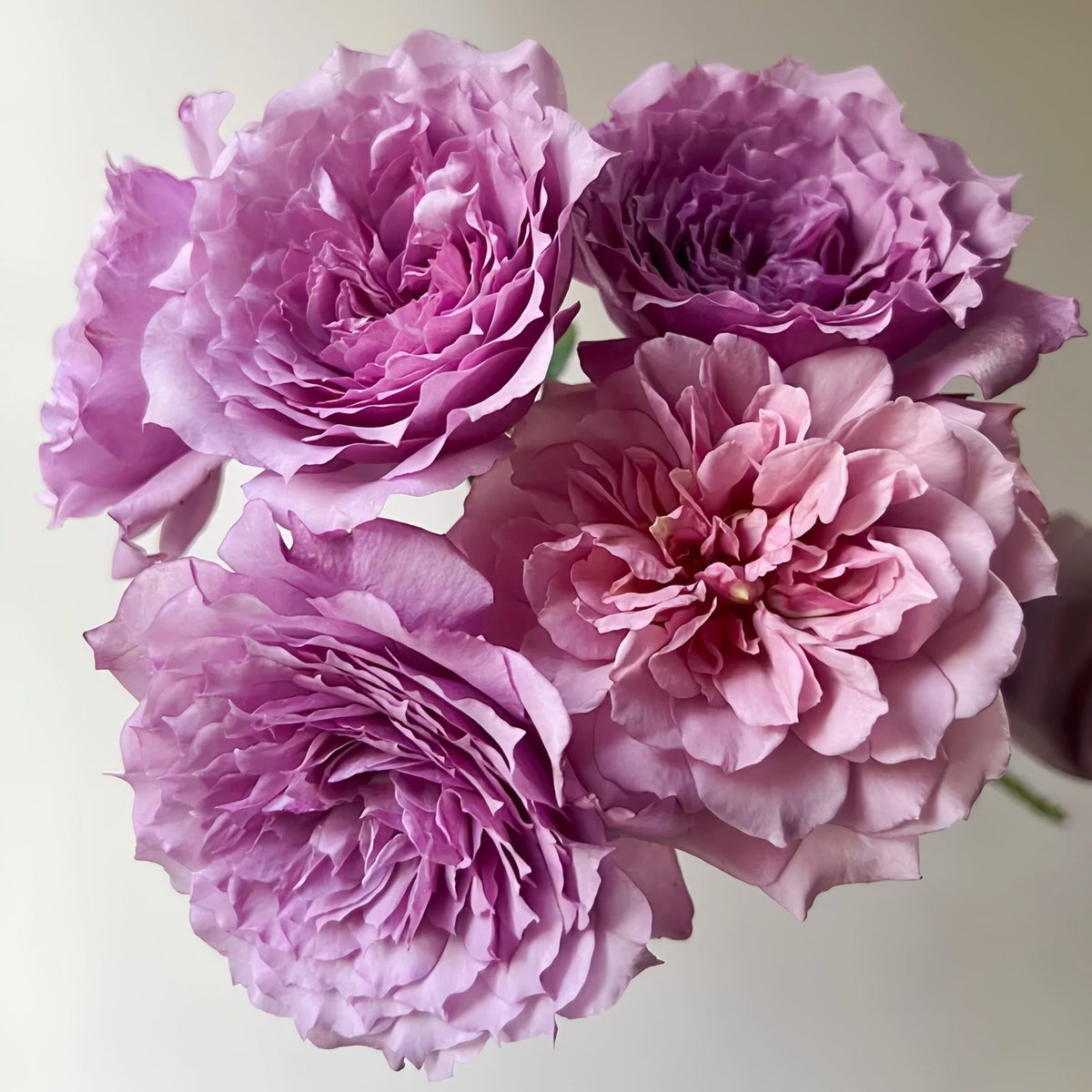 Windy Night Rose Plant|风之夜 image 0