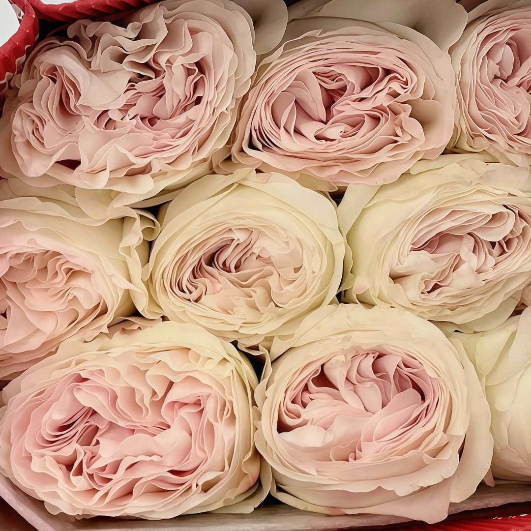 Lorena Summerhouse Rose Plant|雷娜山庄 image 8