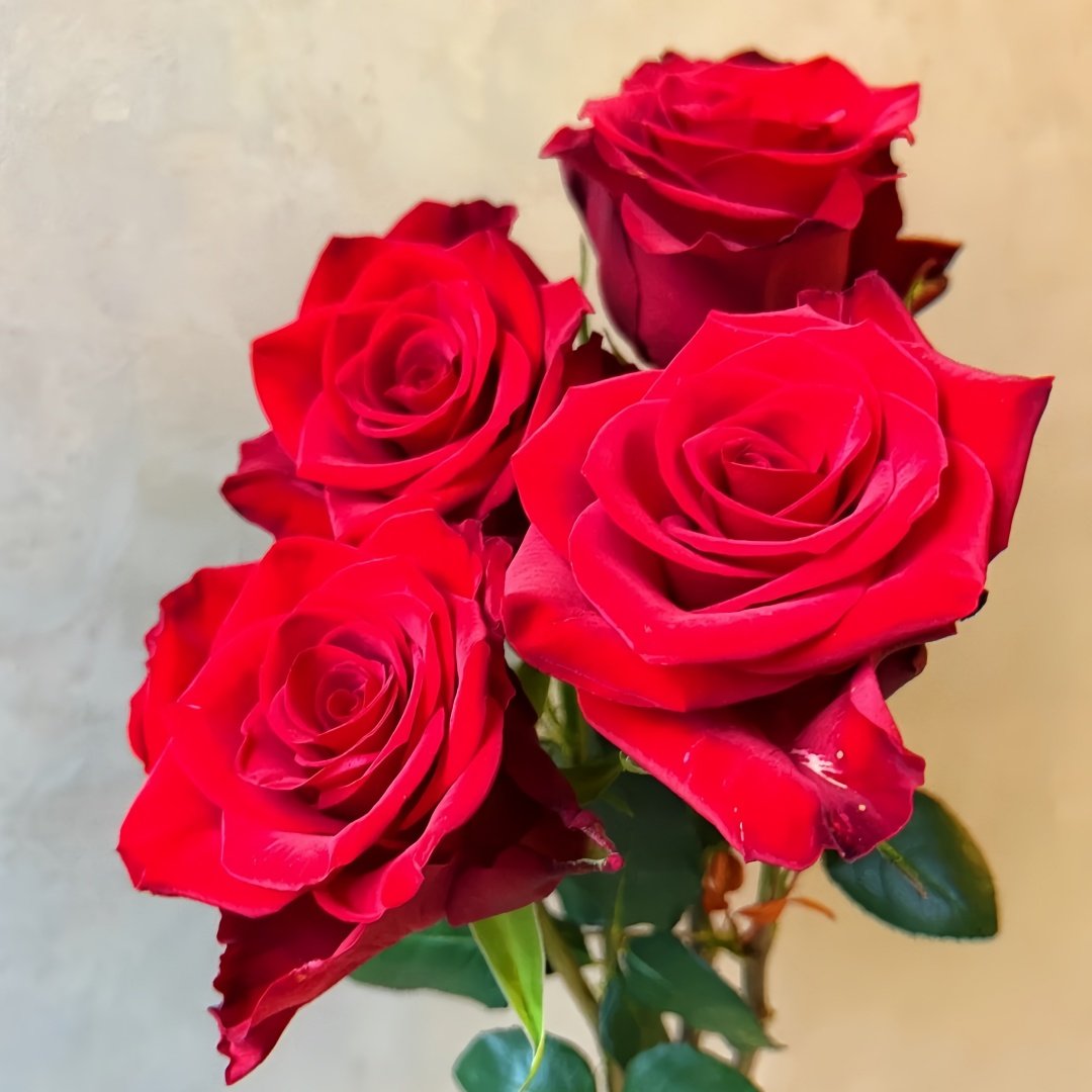 Vulcan Rose Plant｜火神 image 5