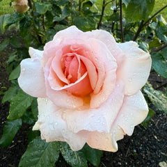 Mother of Pearl Rose Plant｜珍珠贝母 image 3