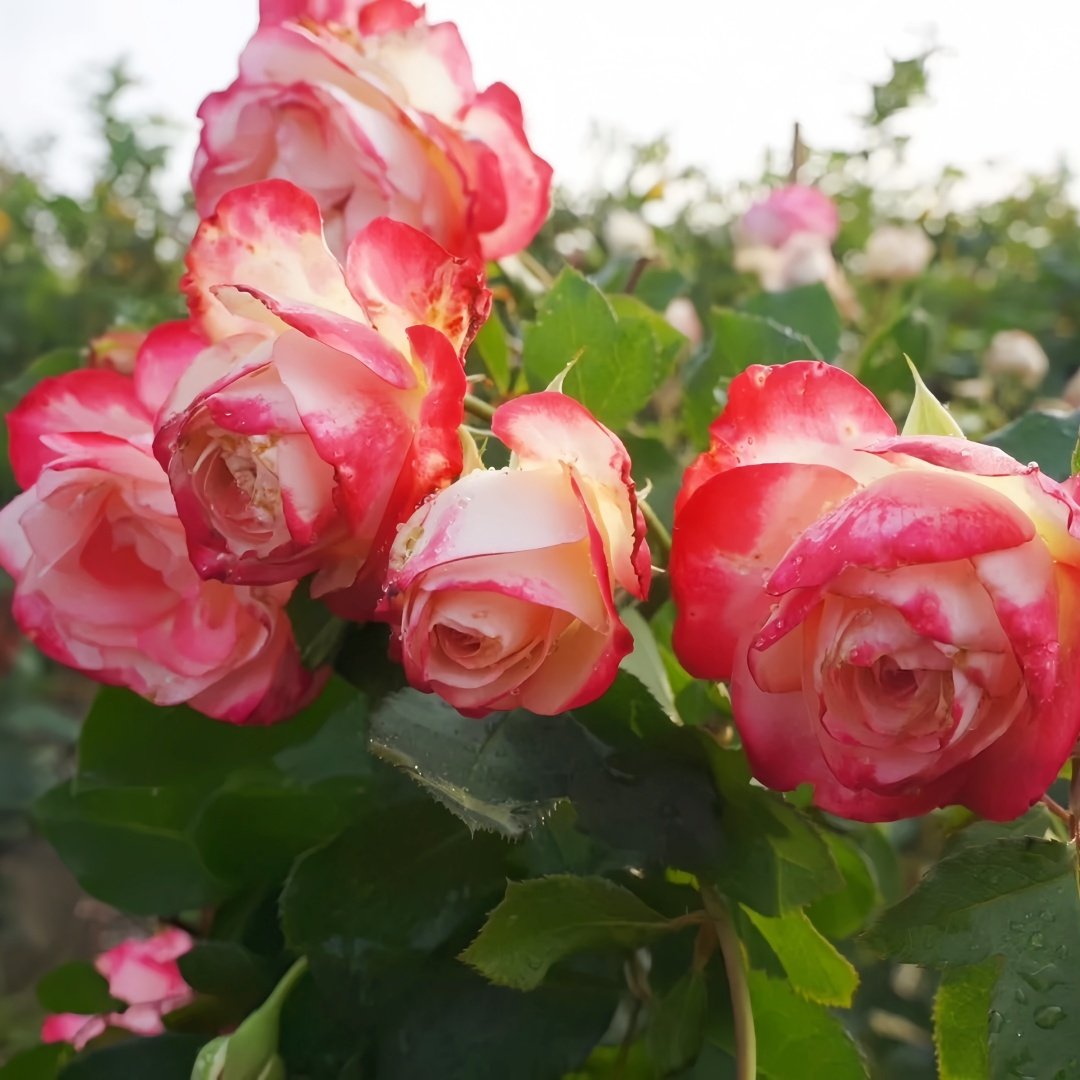 Sweet Berry Rose Plant｜二重奏 image 6