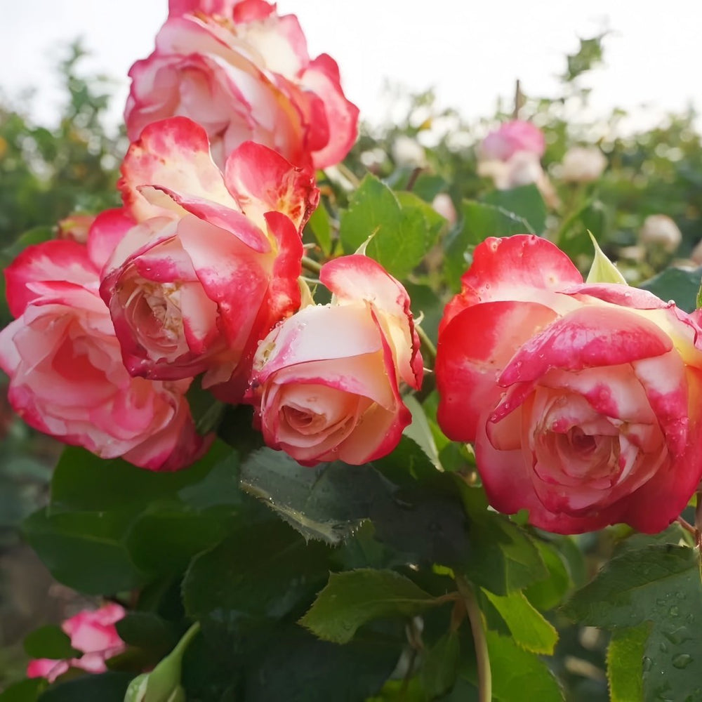Sweet Berry Rose Plant｜二重奏 image 6