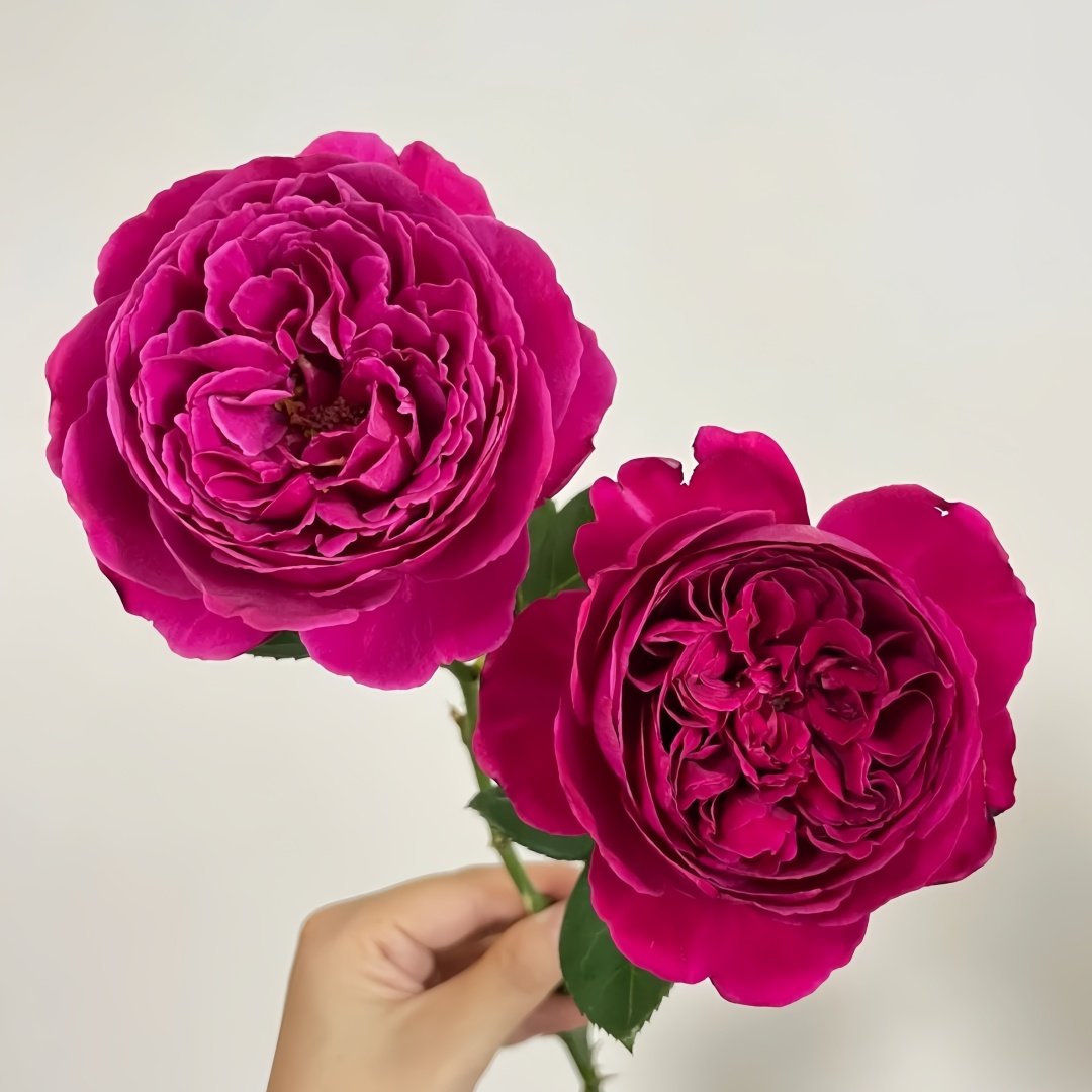 Cantina Rose Plant | 伊芙酒窖 image 2