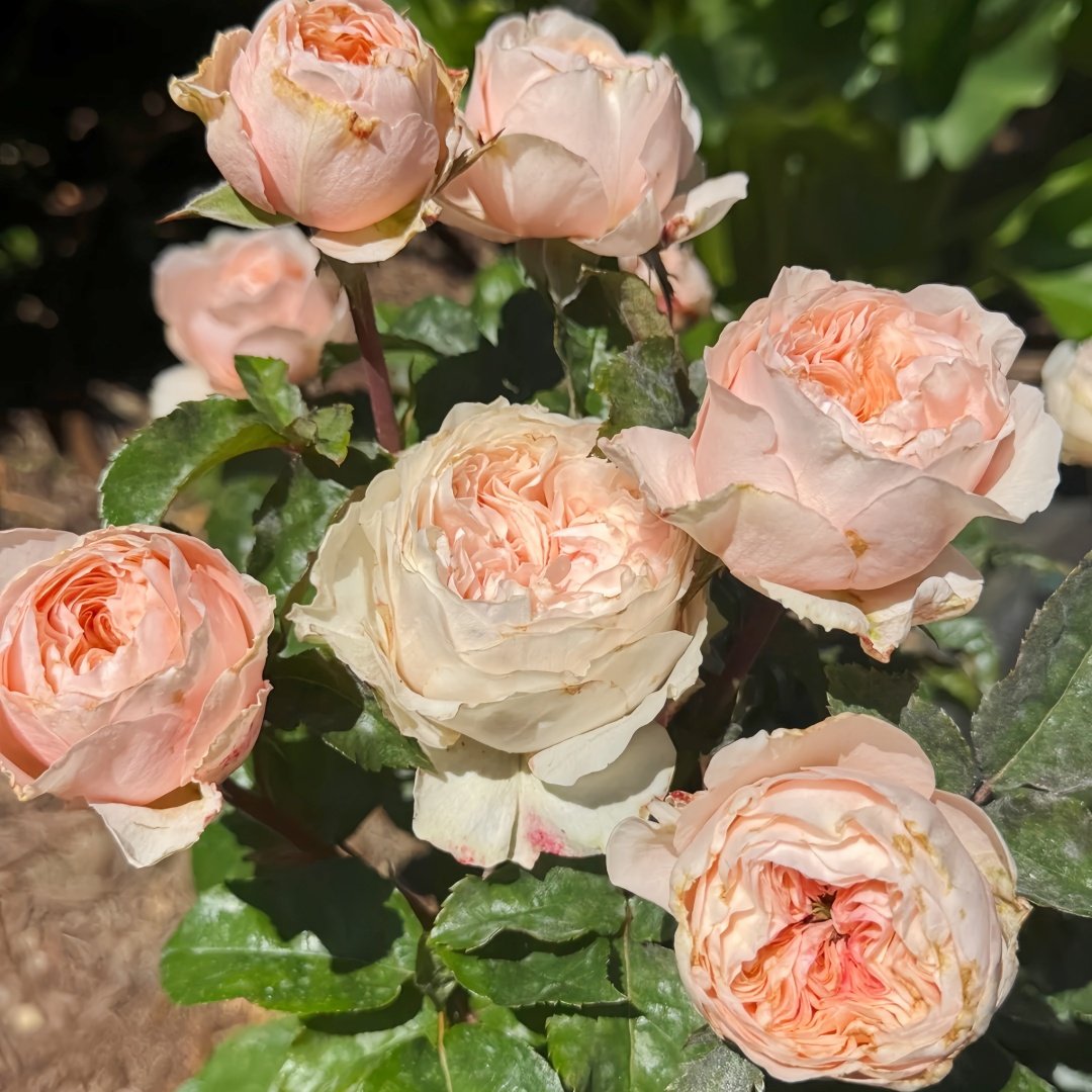 Paradise Beach Rose | 天堂海滩 image 6
