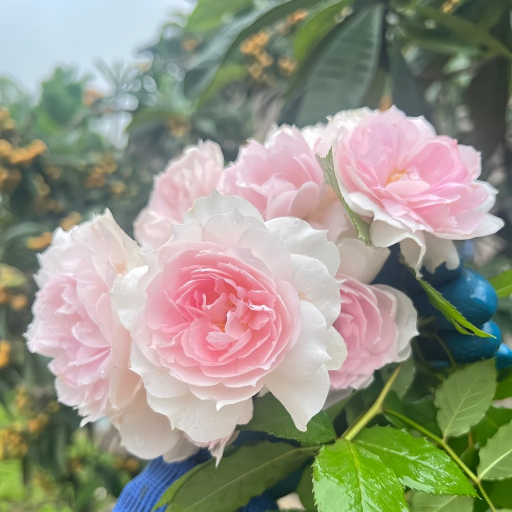 Shalimar Rose Plant｜夏莉玛 image 7
