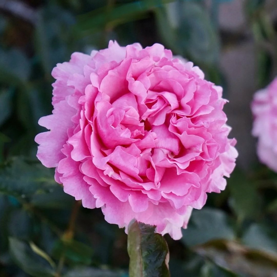 Jeanne Loriod Rose Plant｜伊芙珍妮洛德 image 0
