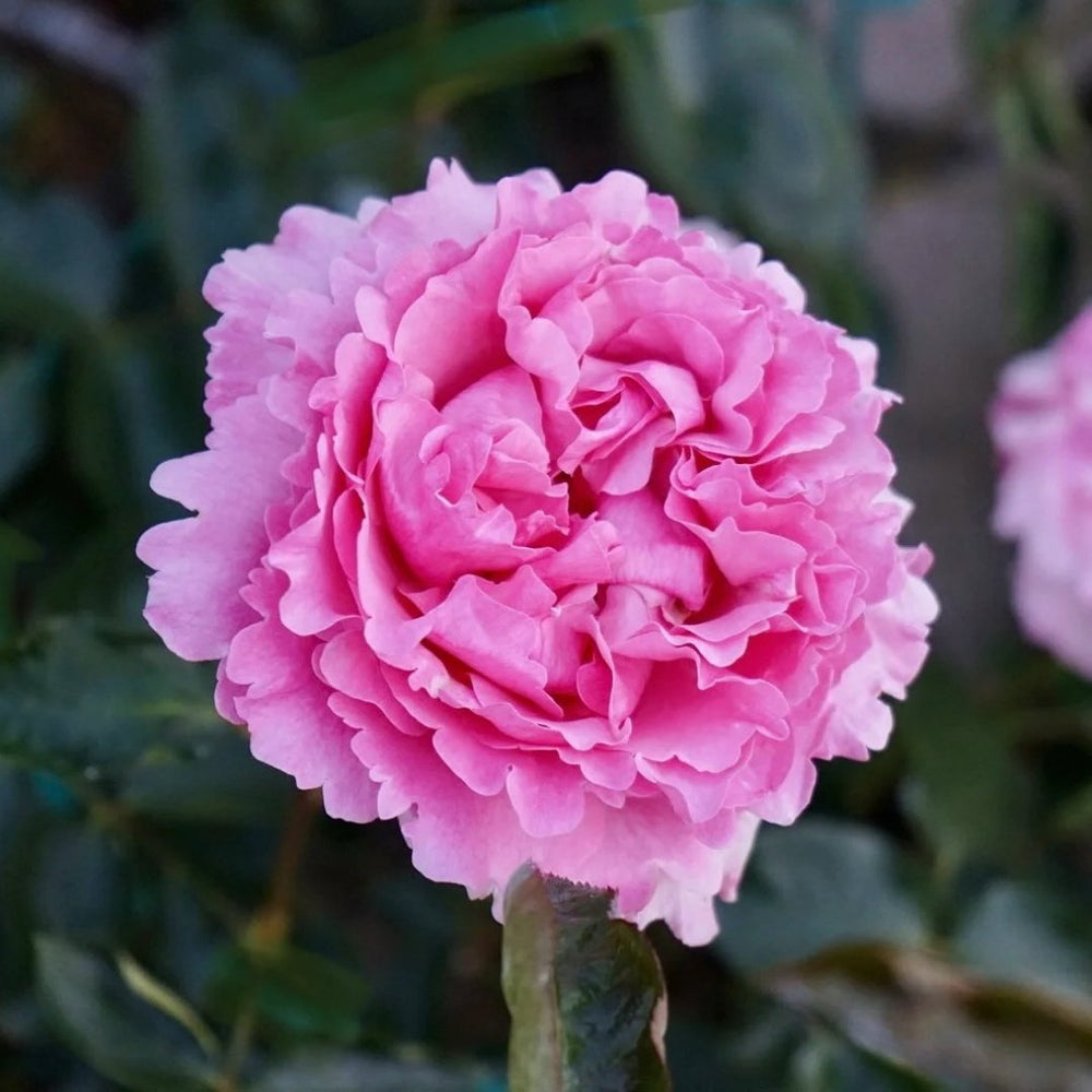 Jeanne Loriod Rose Plant｜伊芙珍妮洛德 image 0