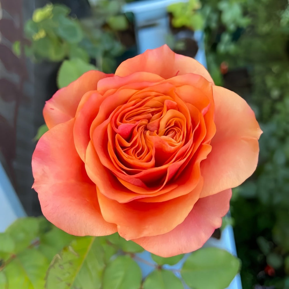 South Park Rose Plant｜南方公园 image 8