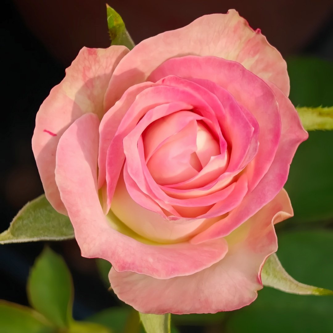 Upper Secret Rose Plant|上层秘密 image 2