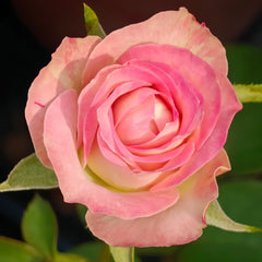 Upper Secret Rose Plant|上层秘密 image 2