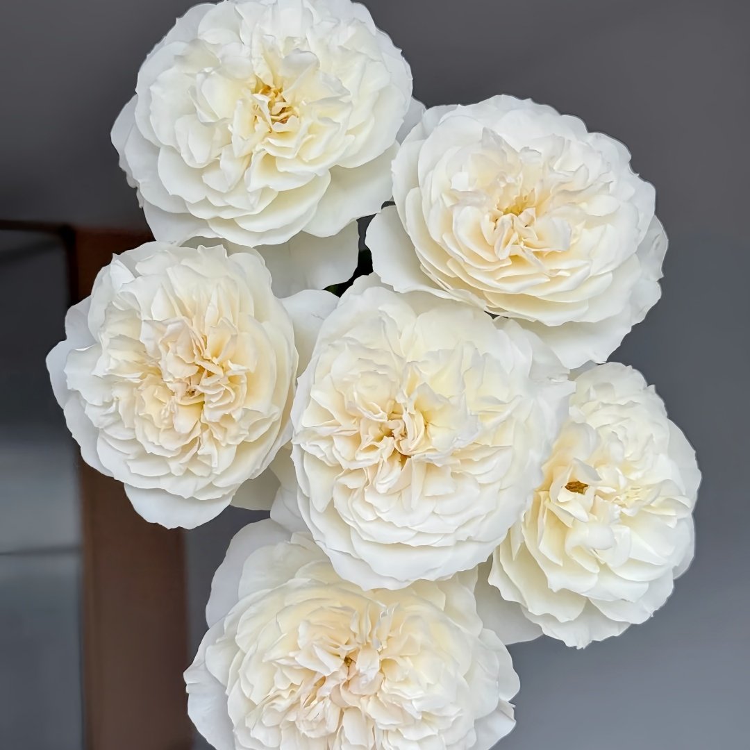 Eugenie Rose Plant｜尤金妮 image 5
