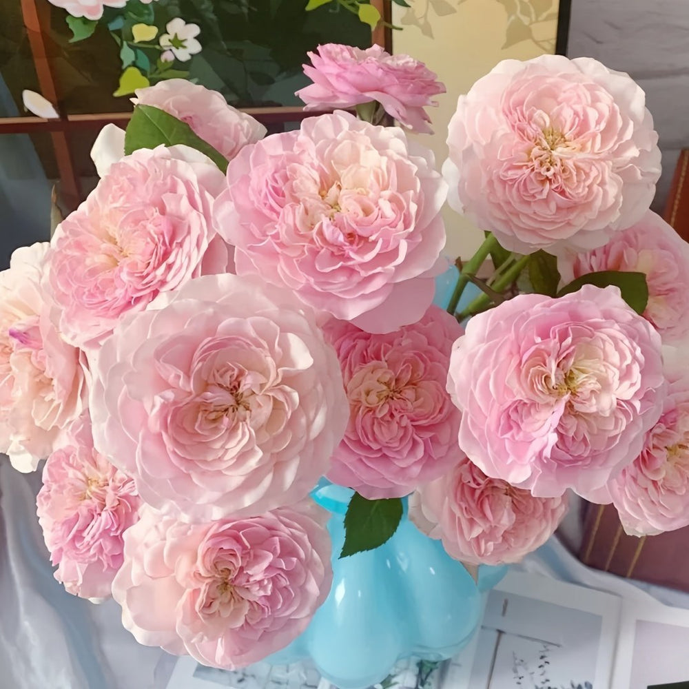 Rosalind Rose Plant｜罗莎琳达 image 7