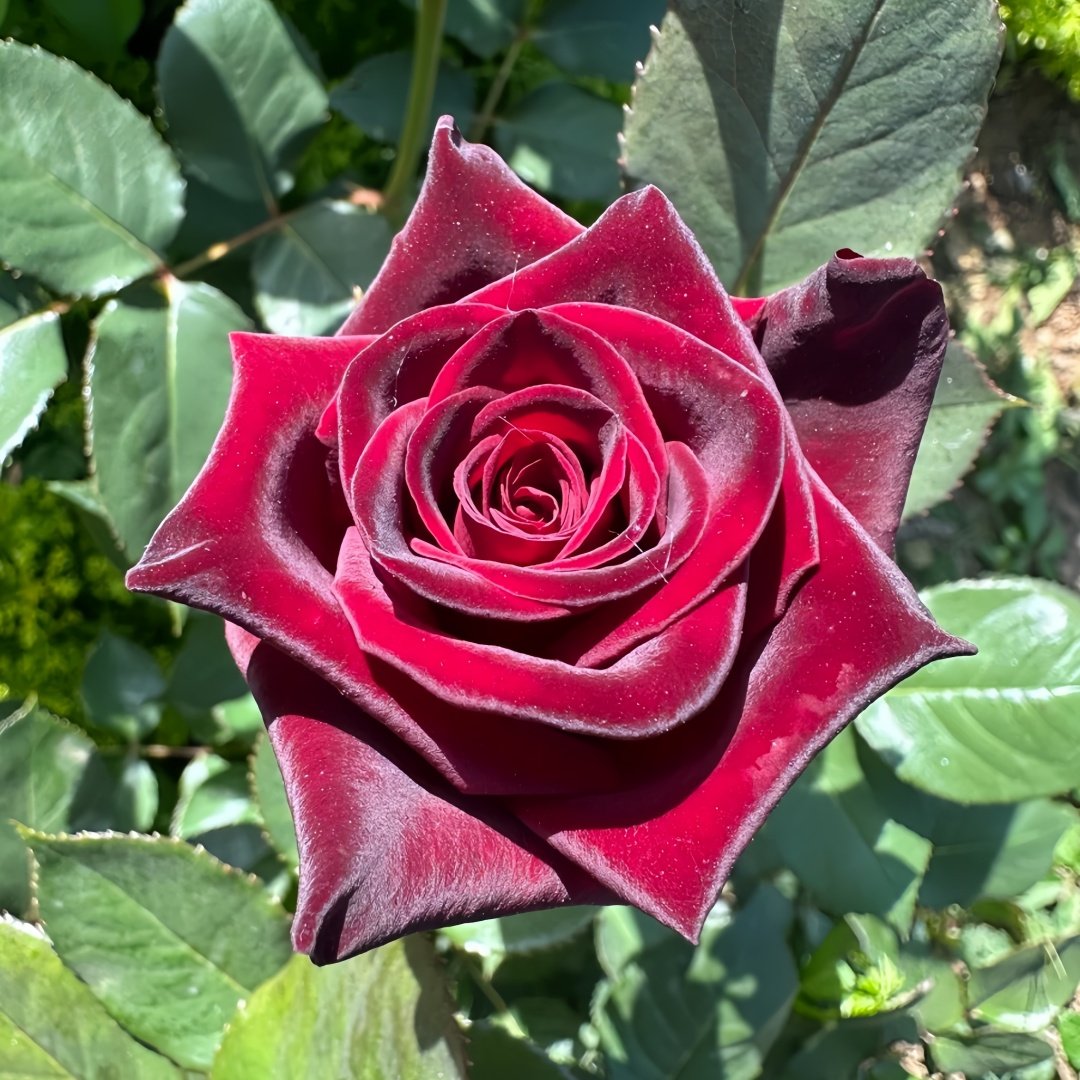 Black Baccara Rose Plant｜黑巴克 image 1