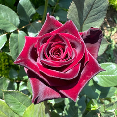 Black Baccara Rose Plant｜黑巴克 image 1