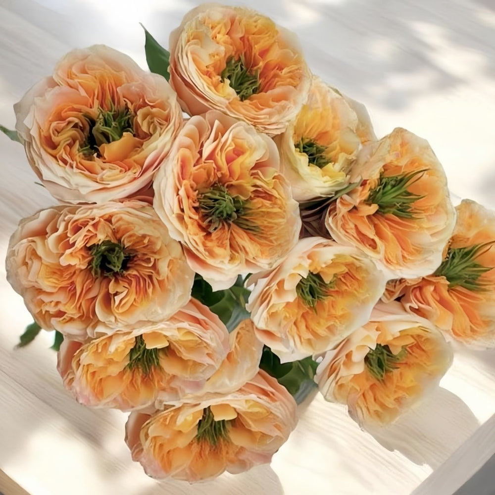 Melon X-Pression Rose Plant|香瓜激情 image 3