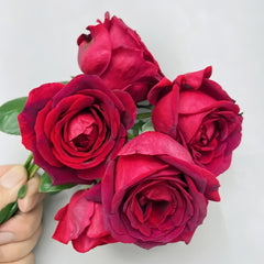 Papa Meilland Rose Plant｜玫昂爸爸 image 3